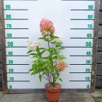 Hortenzia metlinatá (Hydrangea paniculata) ‘LIVING PINK & ROSE’® by LIVING CREATIONS® - výška 50-70 cm, kont. C2L